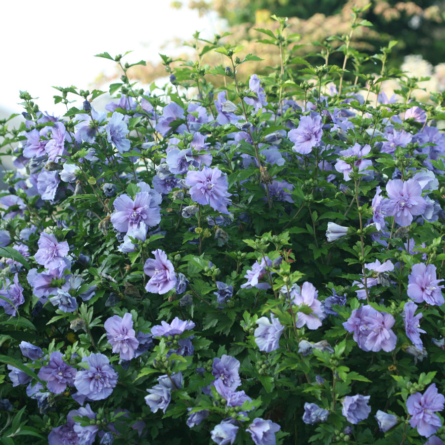 Hibiscus syriacus 'Blue Chiffon'